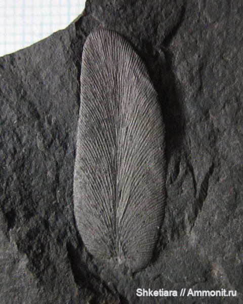 карбон, Carboniferous, Донбасс, Neuropteris
