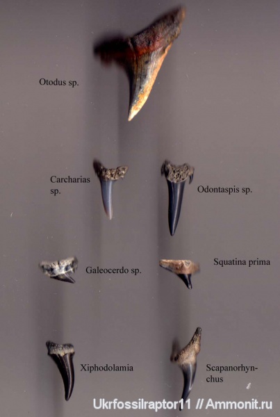 зубы, эоцен, зубы акул, Squatina, Odontaspis, Otodus, Striatolamia, Киев, Carcharias, teeth, shark teeth