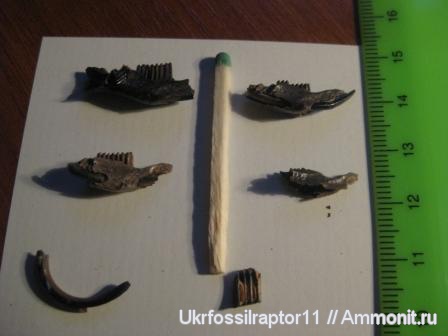 зубы, челюсти, Киев, Arvicola, teeth