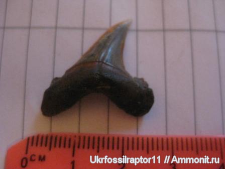 эоцен, Carcharocles, Otodus, Киев