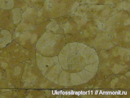 Окаменелости киевского метро