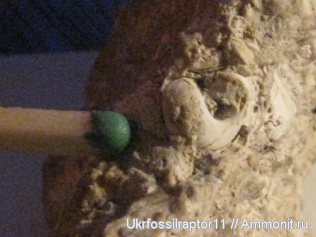 Гастроподы и двустворки