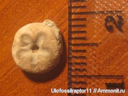 карбон, криноидеи, ?, Киев, членики морских лилий