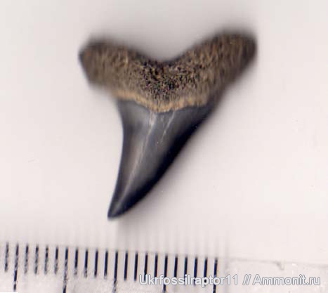 эоцен, ?, Jaekelotodus, Киев