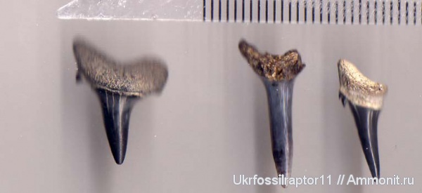 Киев, Odontaspididae