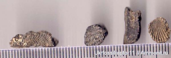 двустворки, эоцен, Киев