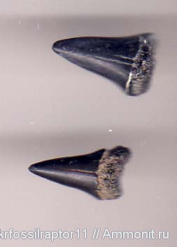 эоцен, акулы, Киев, sharks