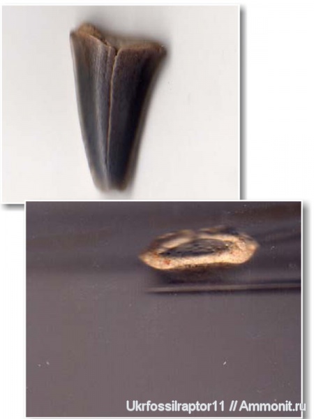 эоцен, Киев