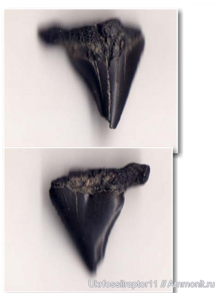 эоцен, Carcharocles, Киев, Carcharocles auriculatus