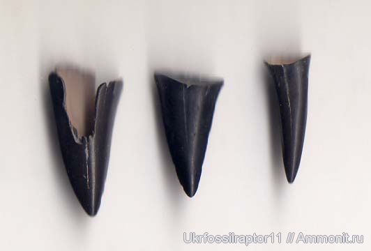 зубы, эоцен, Киев, teeth