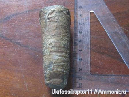 карбон, Orthoceras