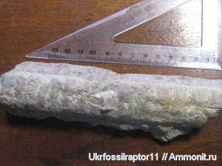 ордовик, Endoceras, Ordovician