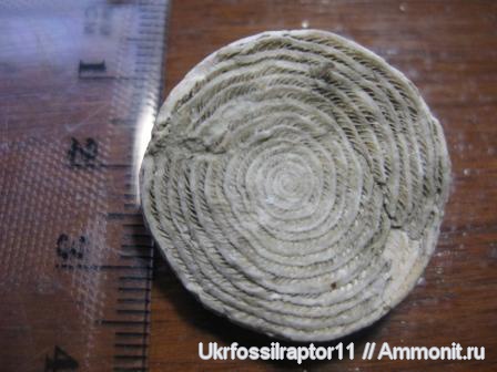 палеоген, Крым, нуммулиты