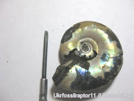 Kachpurites, Volgian