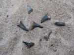 Зубы на песке(25.12.2011)