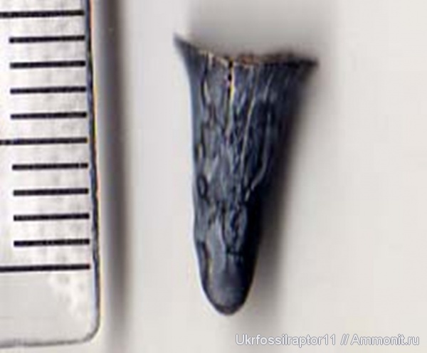 акулы, Киев, sharks