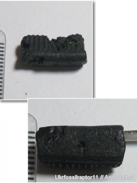 скаты, Киев