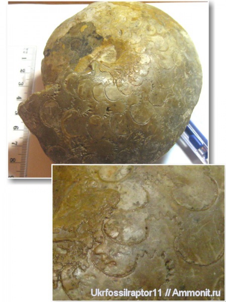 Перу, коньяк, Tissotia, Coniacian