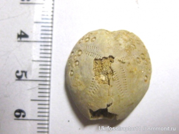 Австралия, Lovenia forbesi, Lovenia