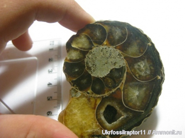 аммониты, Мадагаскар, Ammonites