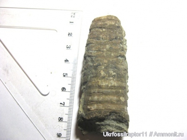 ортоцерасы, девон, Devonian