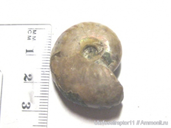 аммониты, Мадагаскар, Desmoceras, Ammonites