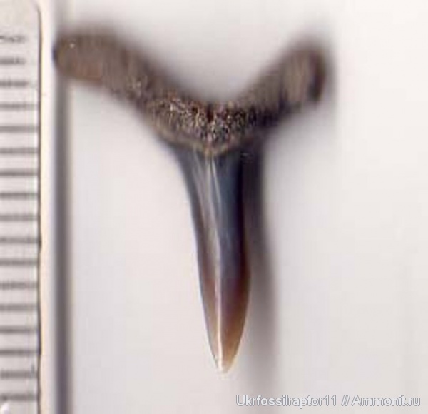 Киев, Anomotodon, Mitsukurinidae