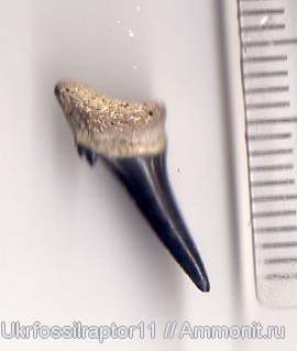 ?, Киев, Mennerotodus