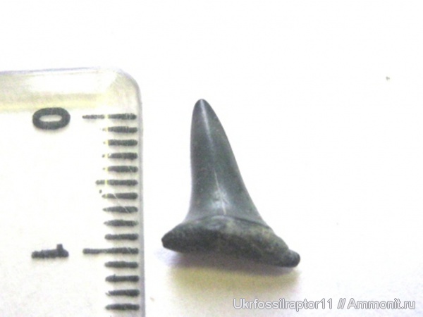 Striatolamia, Киев