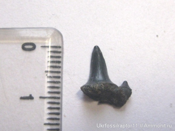 ?, Киев, Isurolamna