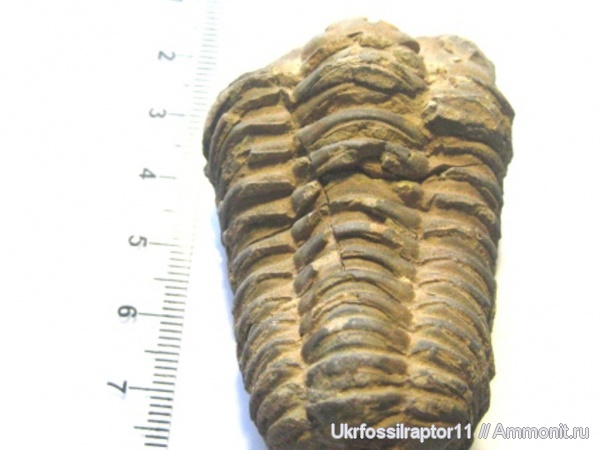 силур, Марокко, Silurian, Flexicalymene, Flexicalymene ouzregii, Flexicalymene ouzregui