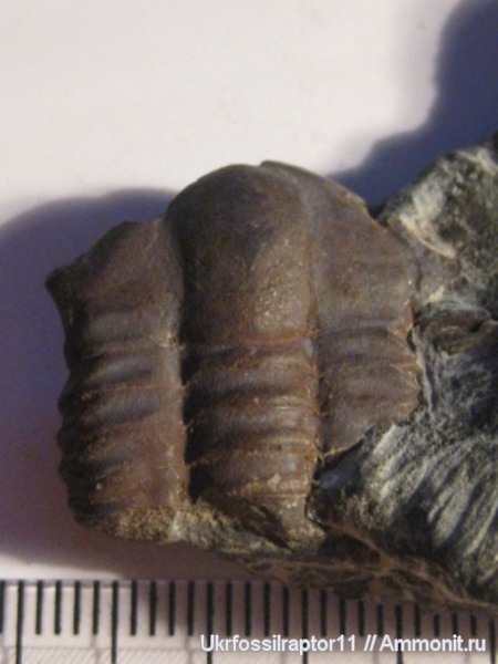 трилобиты, Чехия, ?, Ellipsocephalus, Ellipsocephalus hoffi