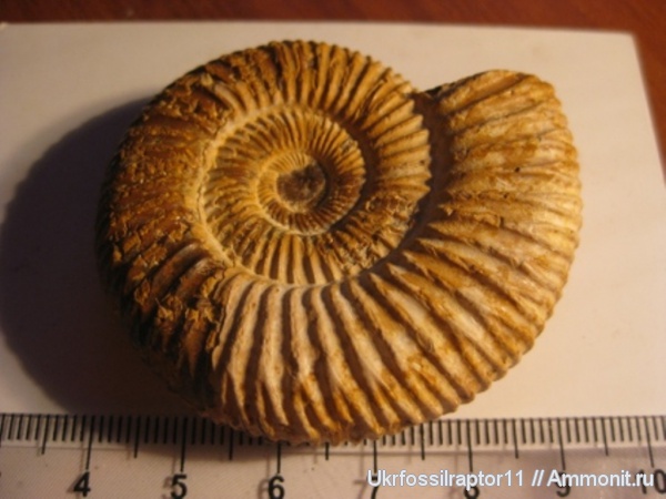 Мадагаскар, Perisphinctes