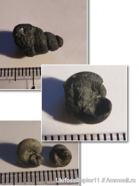 гастроподы, Киев