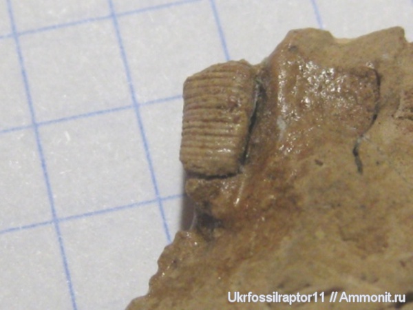 прямораковинные головоногие