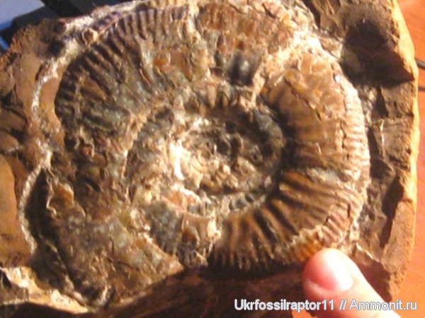 аммониты, ?, Ammonites