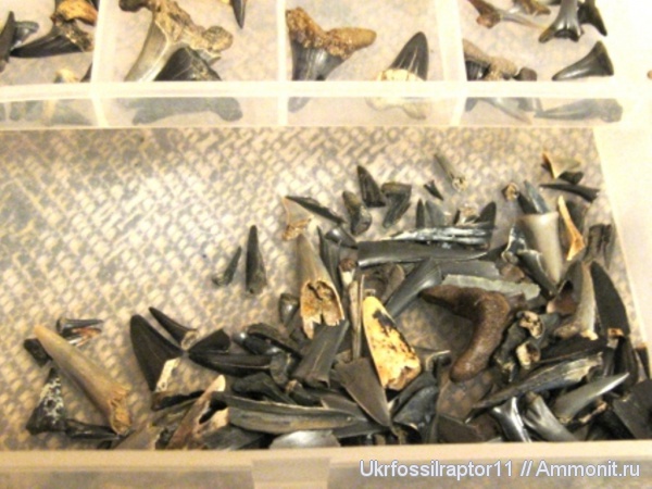 зубы акул, Striatolamia, Киев, песчаные акулы, shark teeth