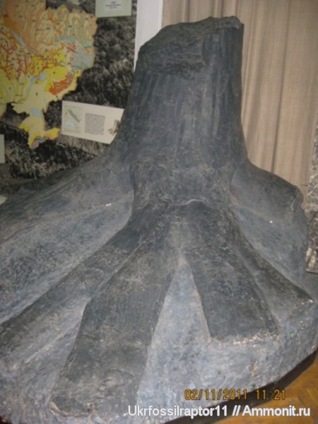 Окаменелости киевского геологического музея