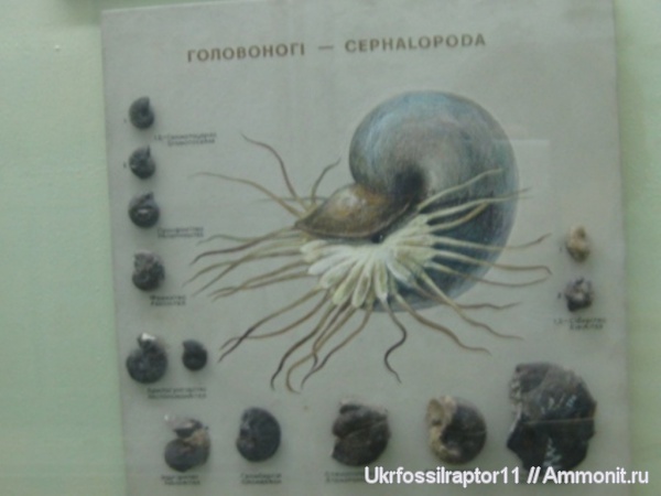 музеи, ННПМ НАНУ