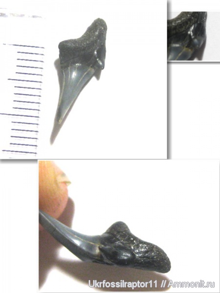 ?, Protolamna, Киев