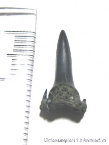 Odontaspis, Киев