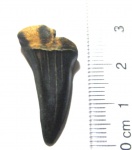 Otodus sp.