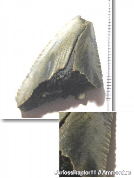 Carcharocles, Киев