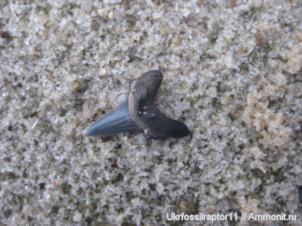 Jaekelotodus, Киев