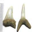 Зубы стриатоламии
