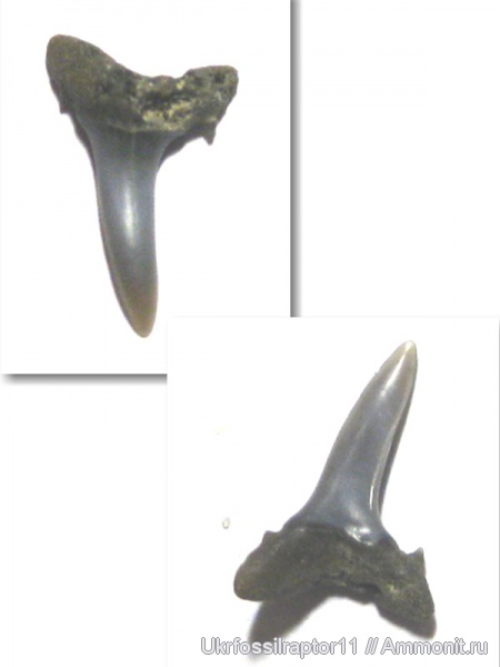 Киев, песчаные акулы