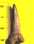 Striatolamia macrota(1)