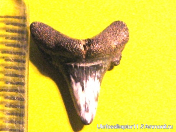 Киев, Odontaspididae