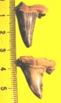 Striatolamia macrota(4)