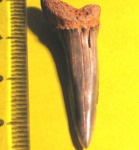 Striatolamia macrota(5)